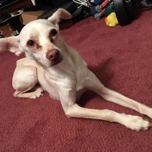 Meet your Posher, Leila